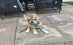 German Shepherd dogs for sale: Rex German Shepard puppy - Image 2