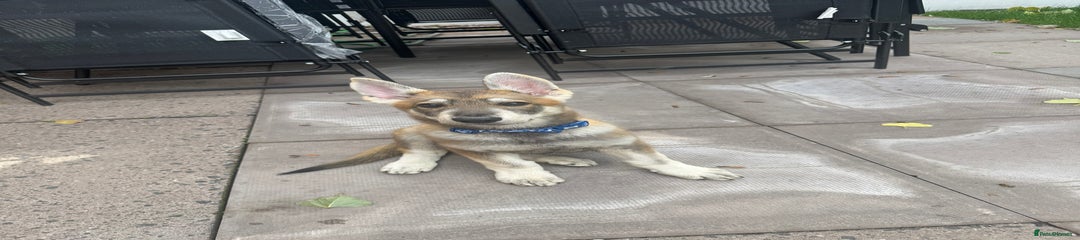 German Shepherd Puppy 1