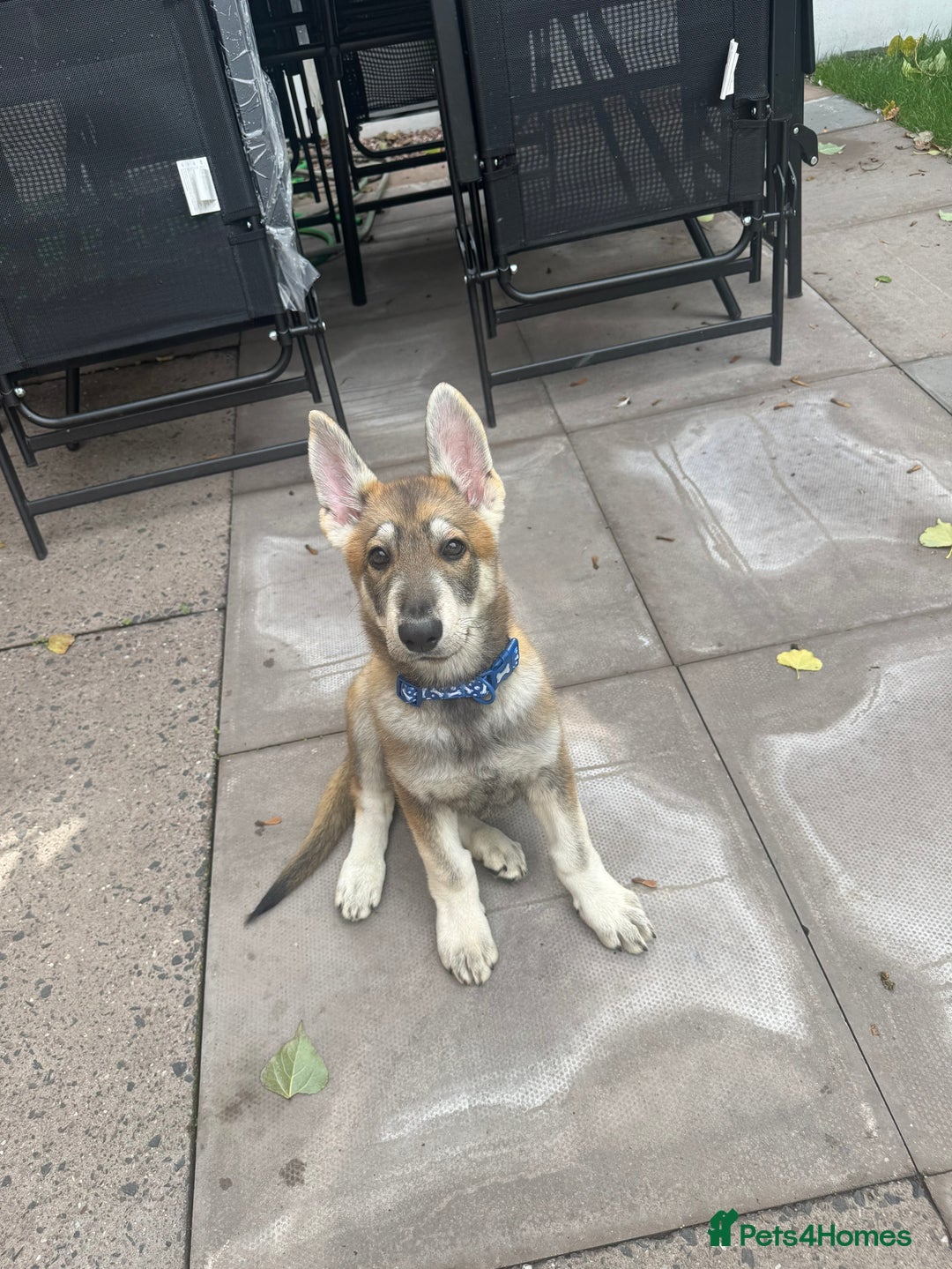 German Shepherd dogs for sale: Rex German Shepard puppy - Image 2