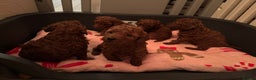 Poochon dogs for sale: Fox Red poochon puppys  - Advert 5