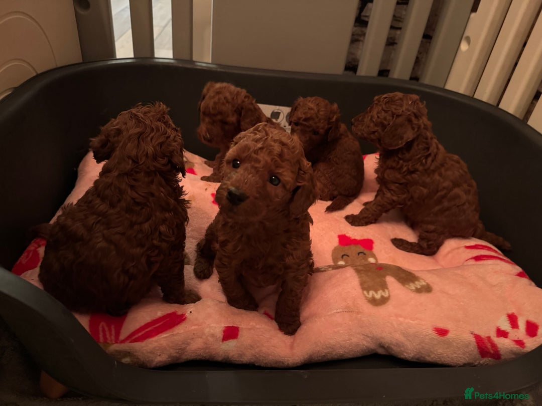Poochon dogs for sale: Fox Red poochon puppys  - Advert 5