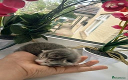 Russian Blue cats for sale: Russain blue x Maine coon Kittens for Sale - Image 10
