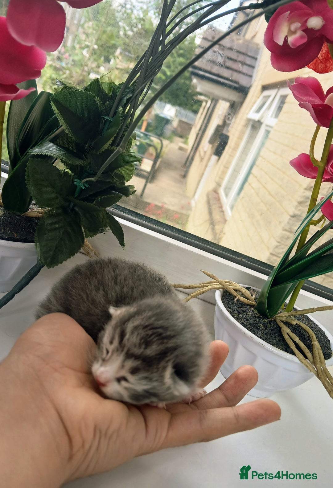 Russian Blue cats for sale: Russain blue x Maine coon Kittens for Sale - Image 10