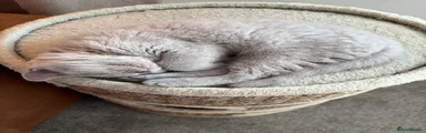 British Shorthair female 