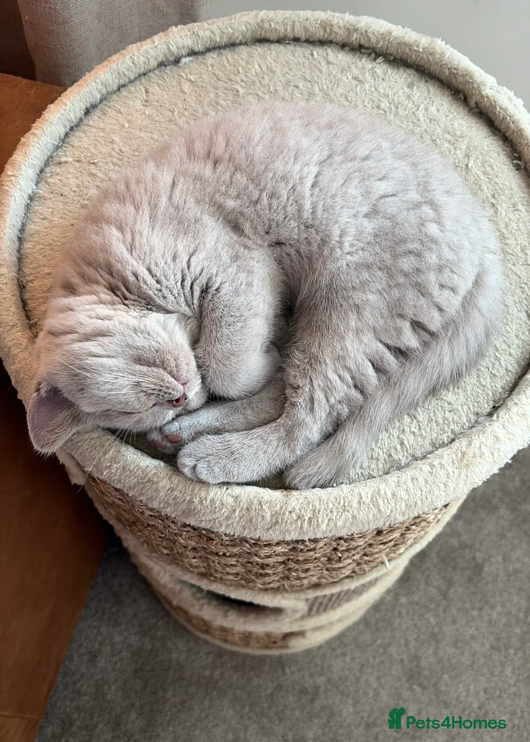 British Shorthair cats for sale: Ready now. Beautiful kitten 🐾❤️ - Advert 14