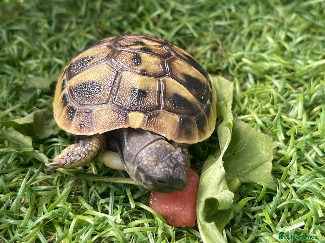 Hermann Tortoise reptiles for sale: Baby hermanns tortouse  - Image 4
