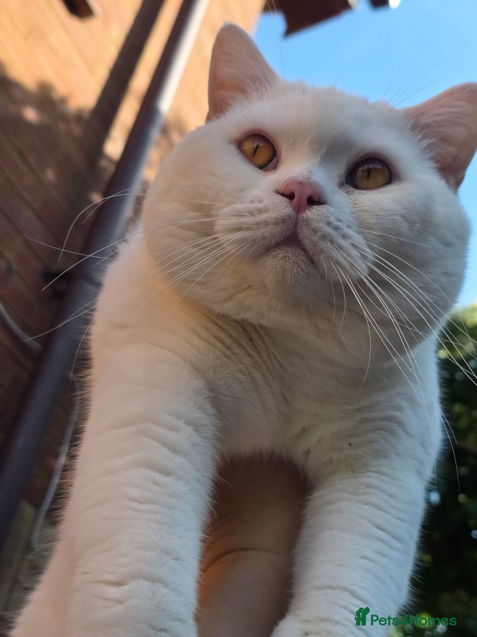 British Shorthair cats 🤍 PROVEN White British Shorthair Stud Service 🤍 - Advert 19