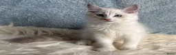 Ragdoll cats for sale: Beautiful Tica Register Kittens Ragdoll - Advert 17