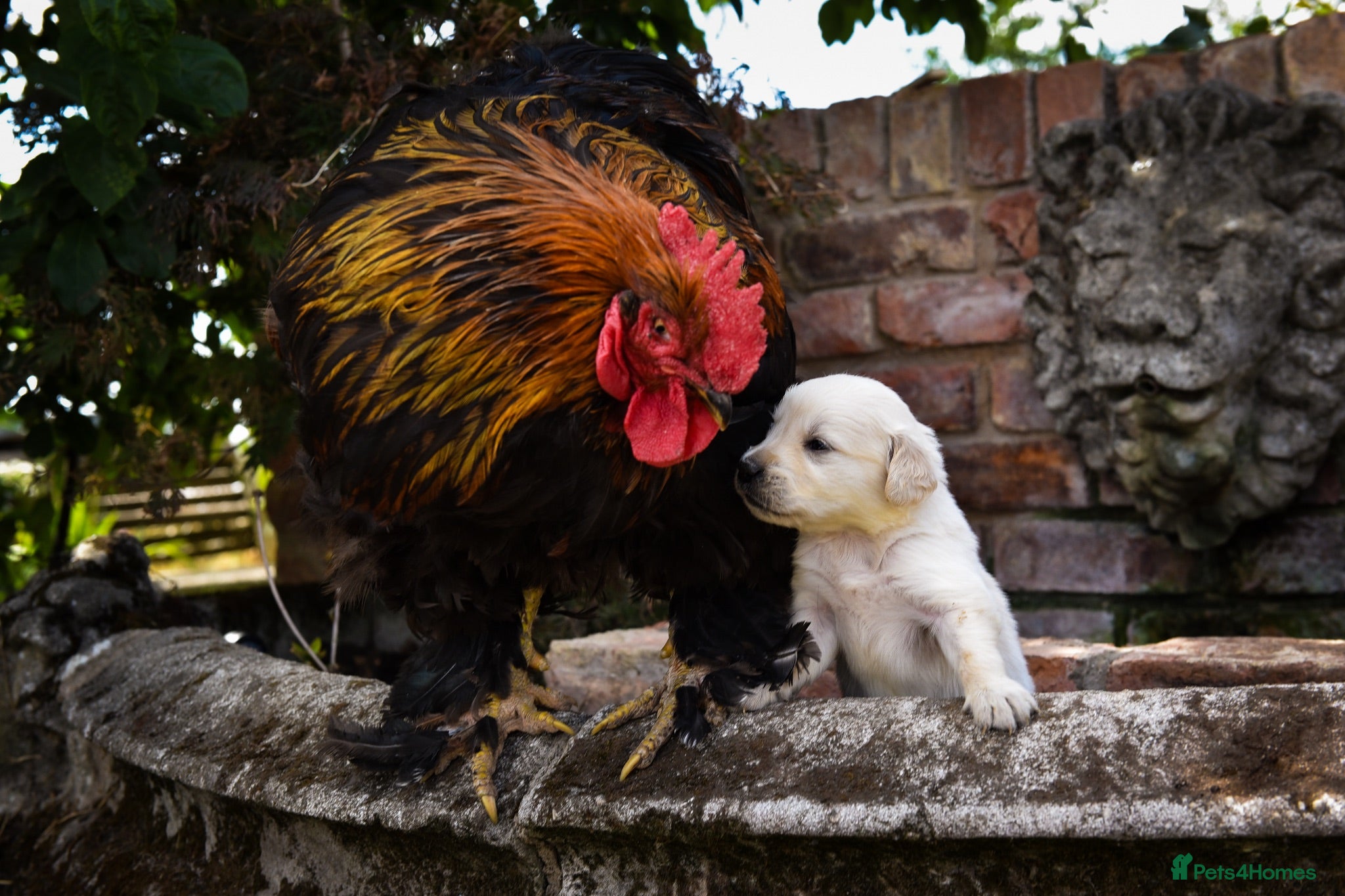 Golden Retriever dogs Beautiful Soft Gentle Golden Retrievers  - Advert 1