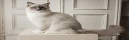 Ragdoll cats for sale: the Best Ragdoll kittens - Advert 12