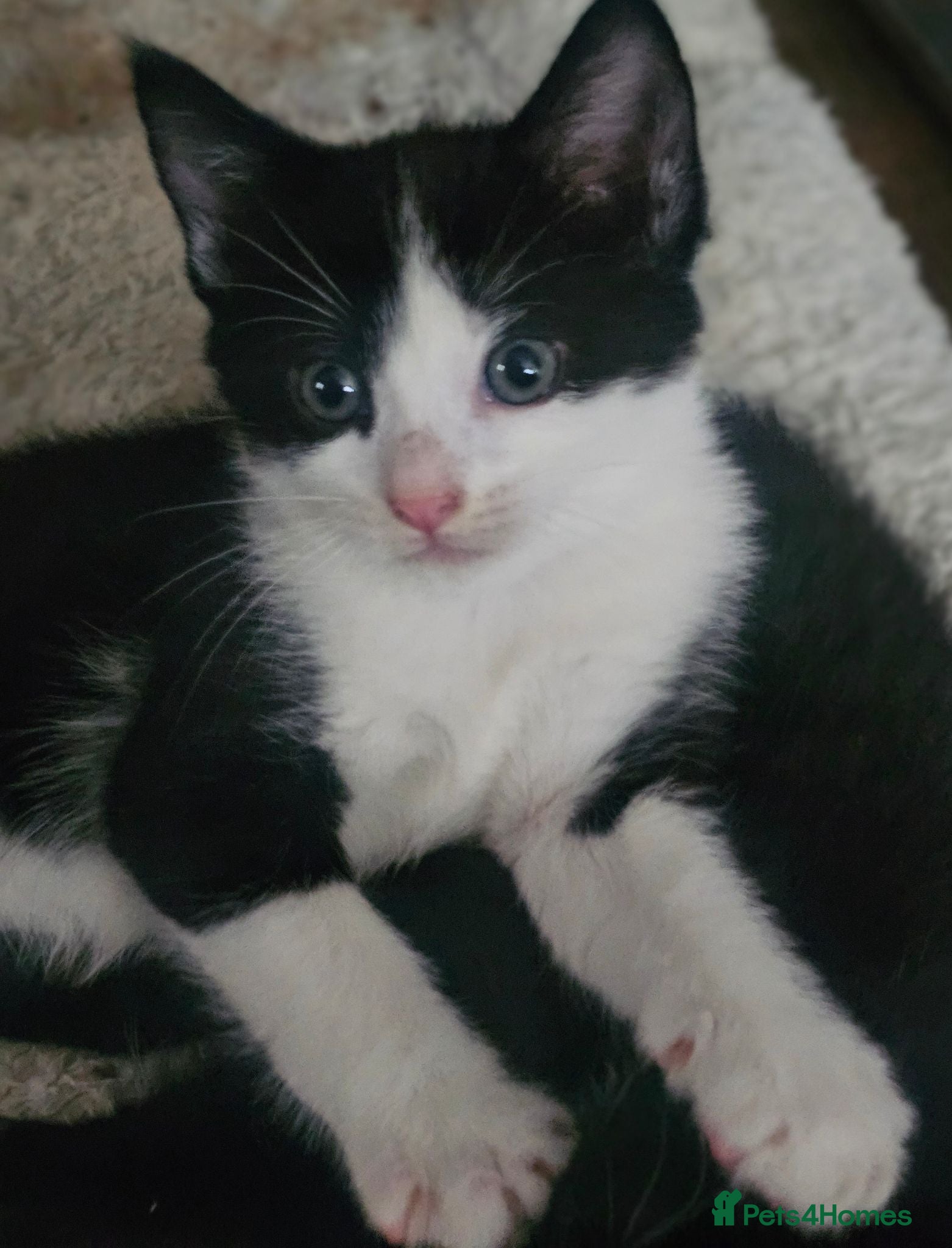 Mixed Breed cats Adorable Black & White Kittens for Sale 🐾 - Advert 2