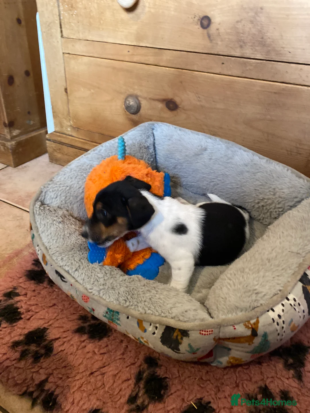 Jack Russell dogs for sale: Adorable Small Smooth Jack Russell Puppies - Advert 4