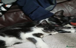 Mixed Breed cats for sale: Gorgeous fluffy princess  - Image 2