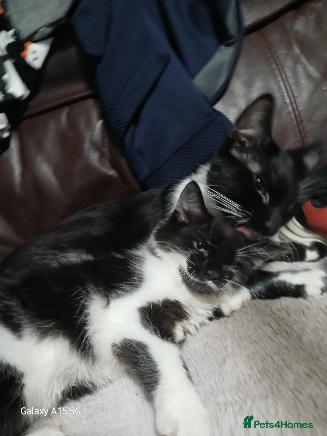 Mixed Breed cats for sale: Gorgeous fluffy princess  - Image 2