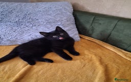 British Shorthair cats for sale: British Shorthair kitten  - Image 2