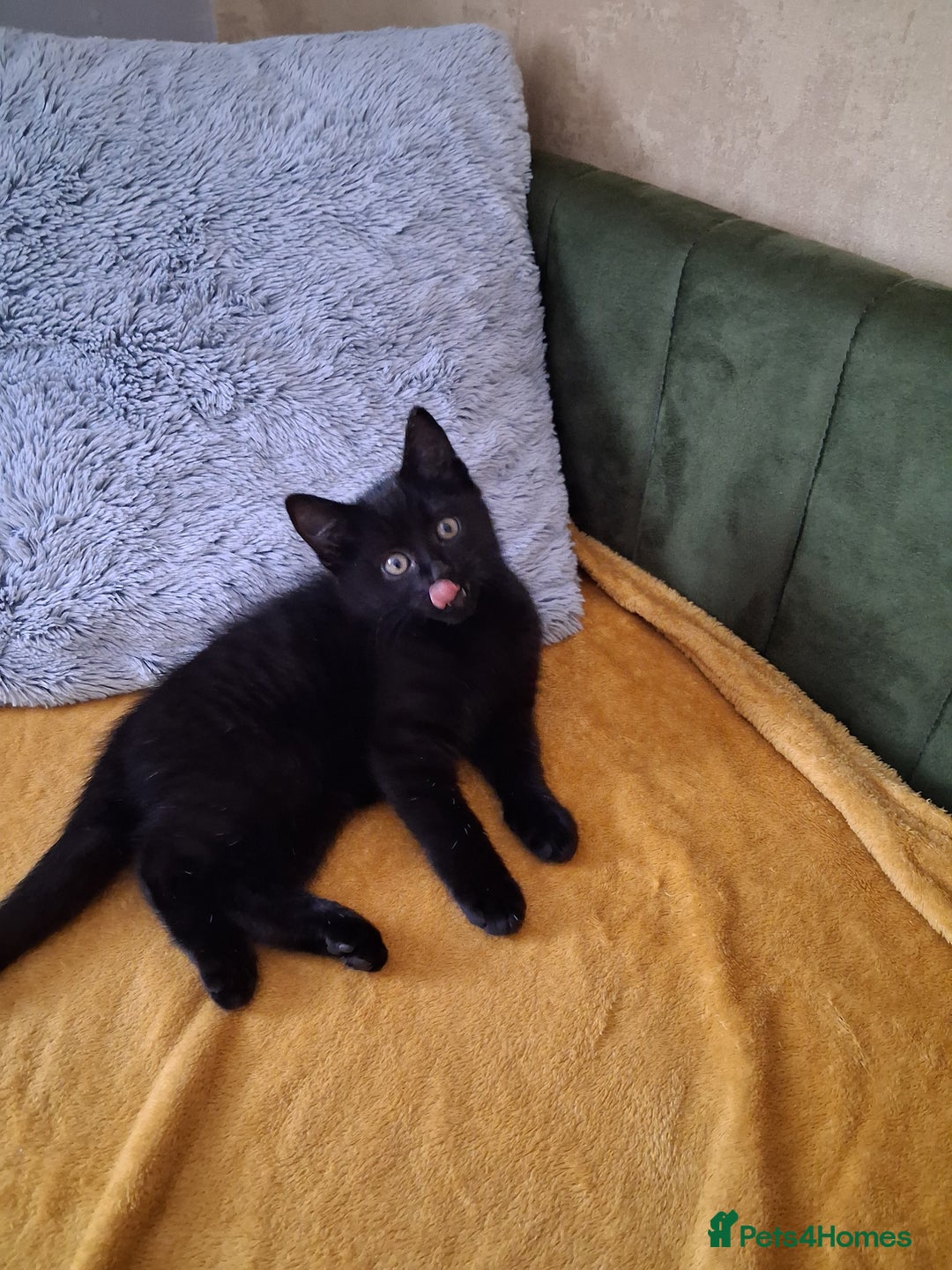 British Shorthair cats for sale: British Shorthair kitten  - Image 2