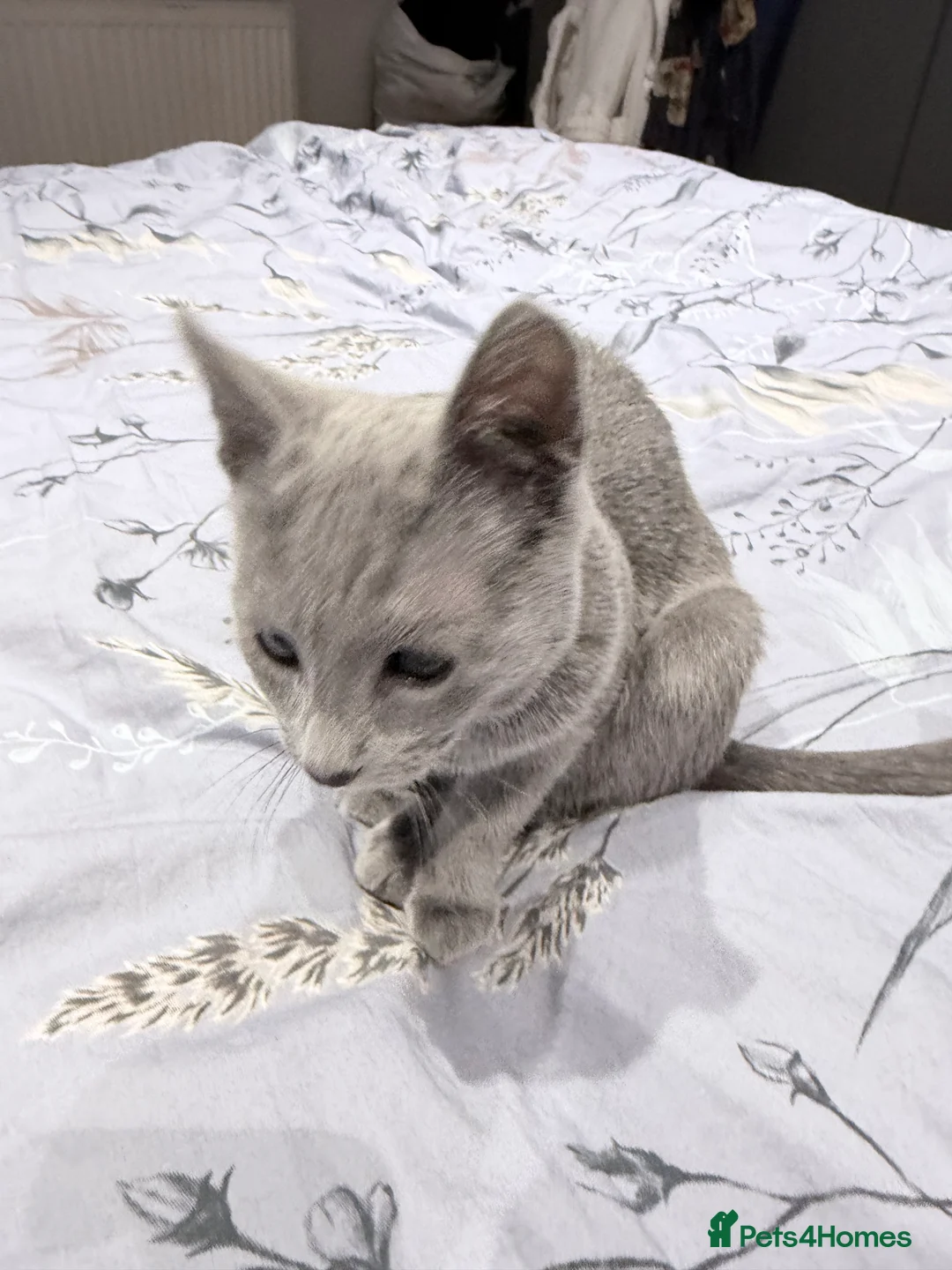 Russian Blue cats for sale: Adorable Russian blue kitten champion bloodline - Advert 7