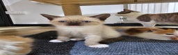 Ragdoll cats for sale: Soo cudly and playfull, two litters! - Advert 25