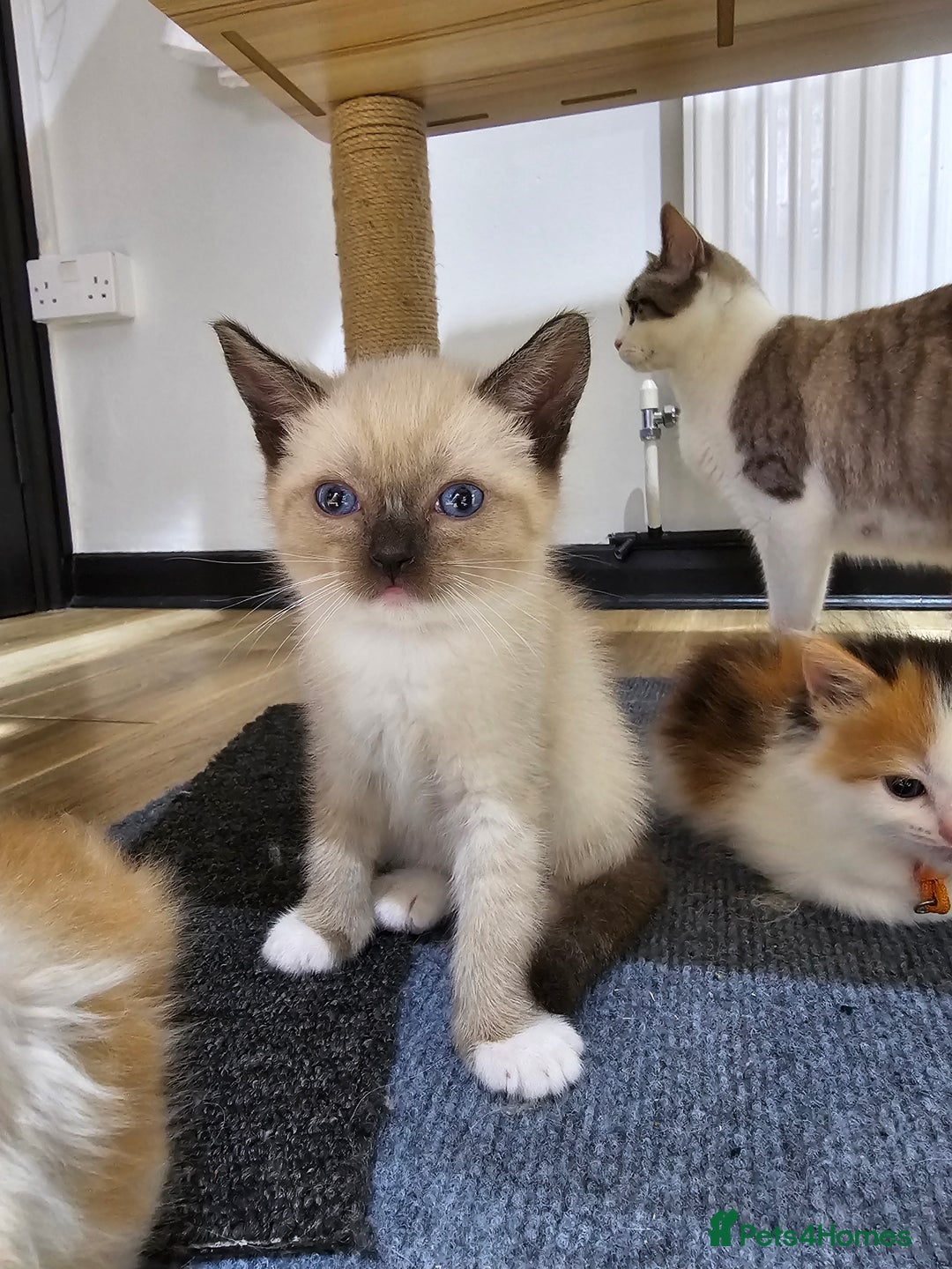 Ragdoll cats for sale: Soo cudly and playfull, two litters! - Advert 25