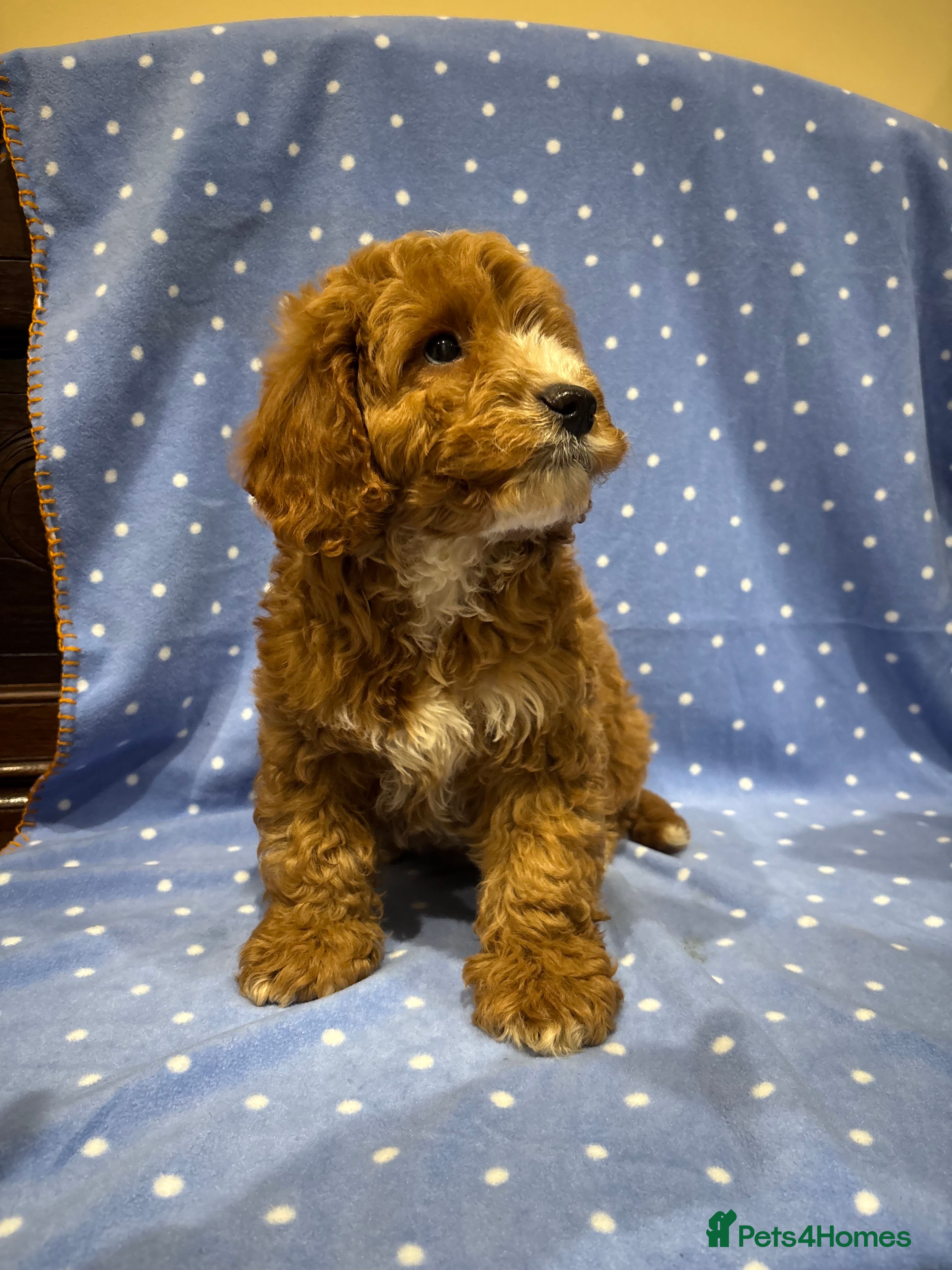 Cockapoo dogs FULLY HEALTH TESTED COCKERPOOS  - Advert 2