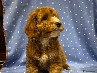 Cockapoo dogs FULLY HEALTH TESTED COCKERPOOS - Advert 1