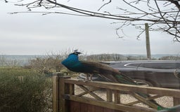 Peafowl poultry for sale: Pair of male peacocks age 1 and 2 - Image 1