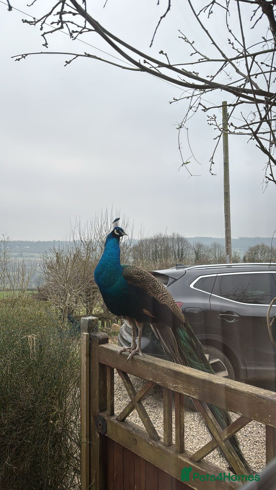 Peafowl poultry for sale: Pair of male peacocks age 1 and 2 - Image 1