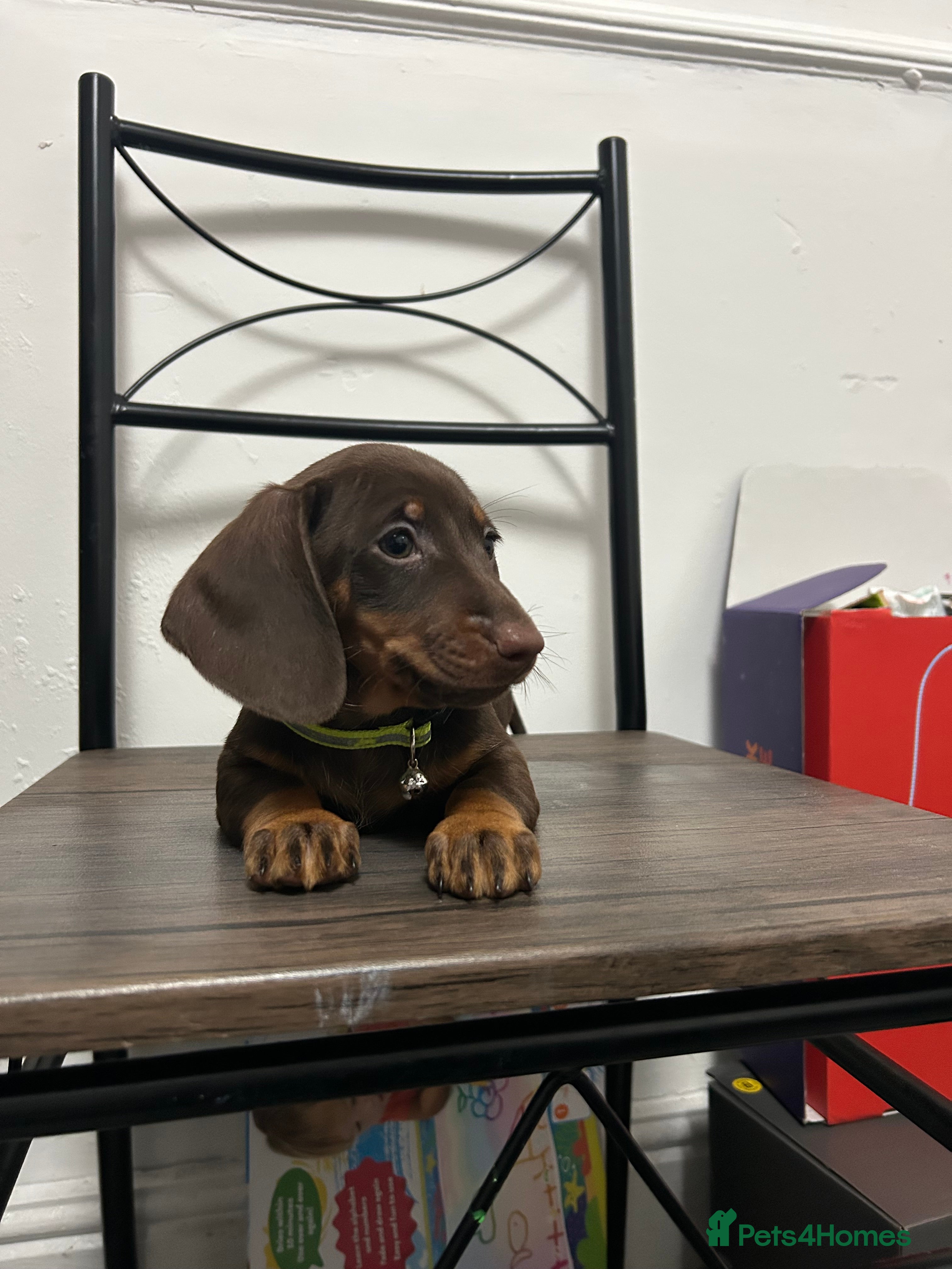 Miniature Dachshund dogs ❤️❤️Miniature Dachshunds❤️❤️ - Advert 2