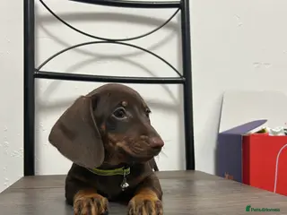Miniature Dachshund dogs ❤️❤️Miniature Dachshunds❤️❤️ - Advert 2