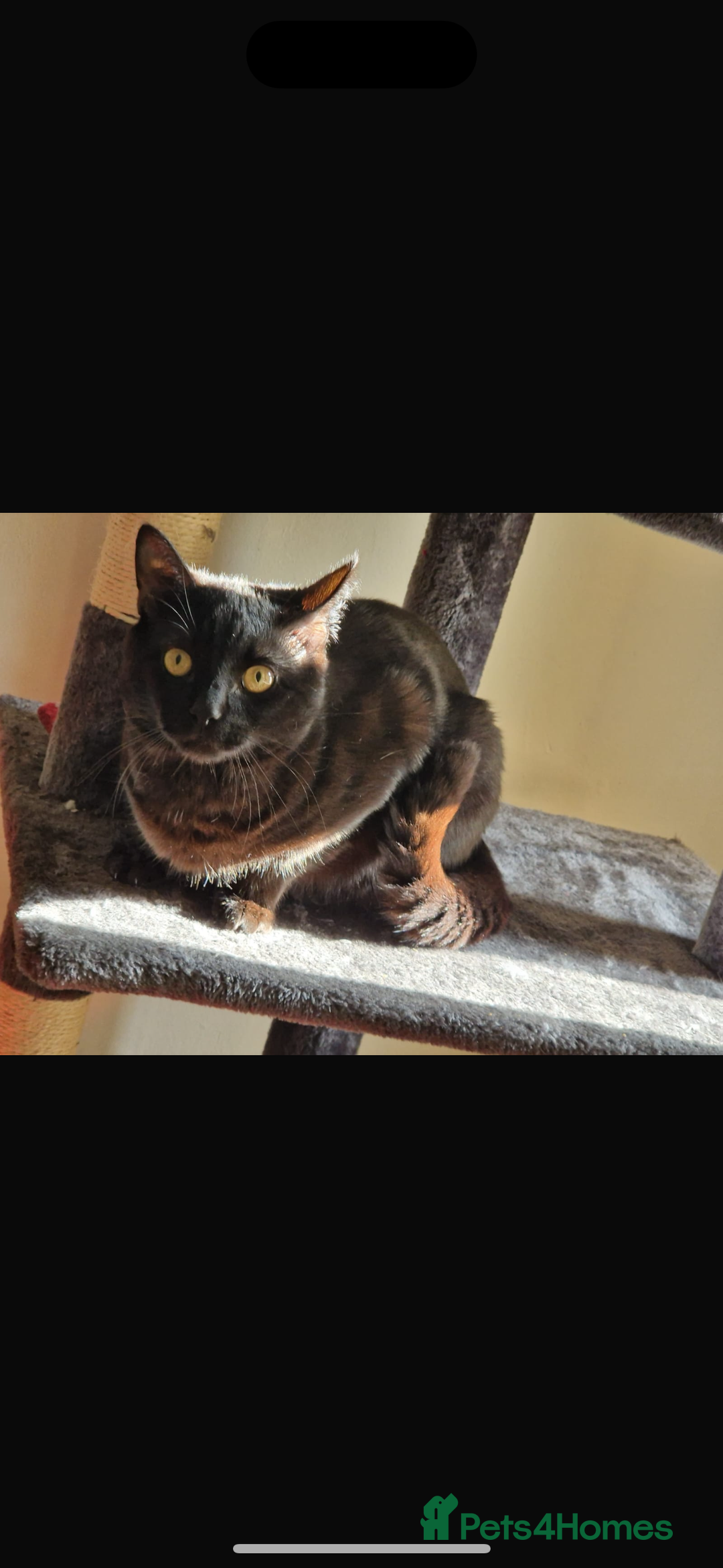 Mixed Breed cats for sale: Black cat ******  - Image 1