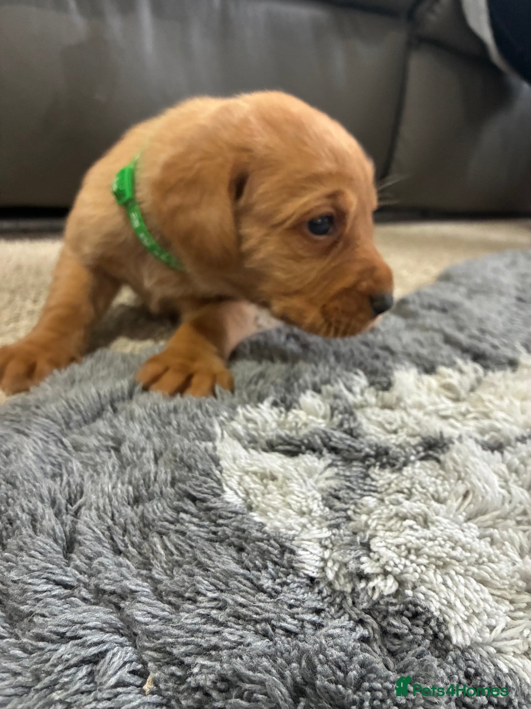 Labrador Retriever dogs for sale: 5 kc chunky fox red Labradors  - Advert 7