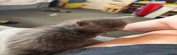 Maine Coon cats for sale: 🐾 TICA Registered Maine Coon Kittens 🐾 - Advert 6