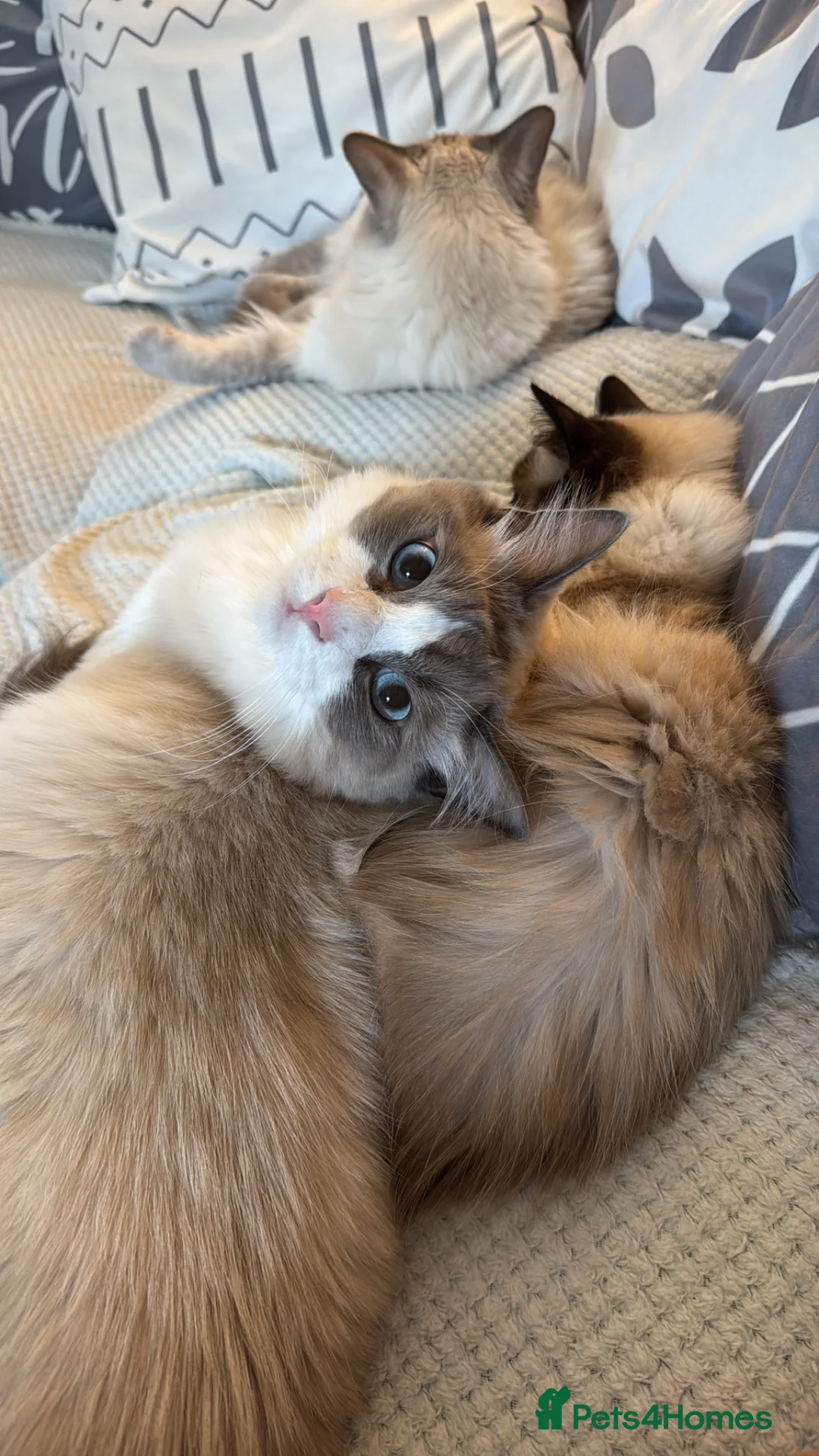 Ragdoll cats for sale: Alfie is looking for a new home in Exeter - Advert 2