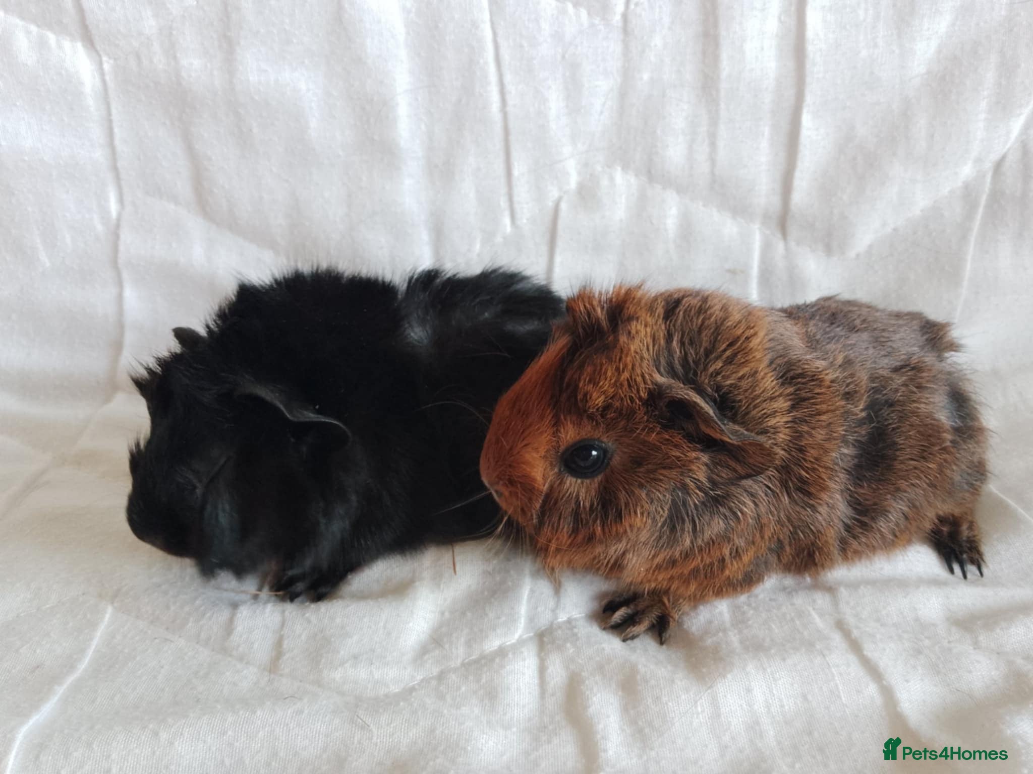 Guinea Pig rodents Pair of lovely Guinea pig brothers for sale - Advert 4