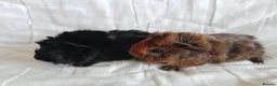 Guinea Pig rodents for sale: Pair of lovely Guinea pig brothers for sale - Advert 1