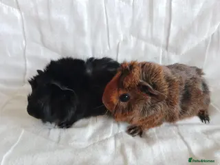 Guinea Pig rodents Pair of lovely Guinea pig brothers for sale - Advert 1