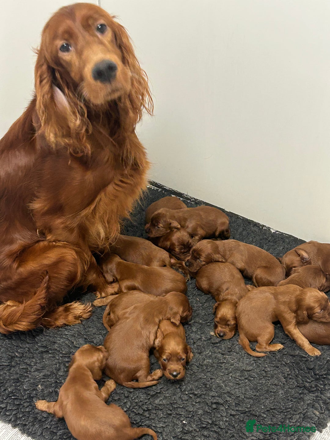 Irish Setter dogs for sale: Waiting list open on this stunning litter  - Advert 4