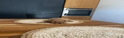Cockapoo dogs for sale: Miniature f1b Cockapoo puppies DNA health clear🌟  - Advert 17