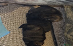 German Shepherd dogs for sale: 7 stunning kc reg working German shepherd pups - Image 12