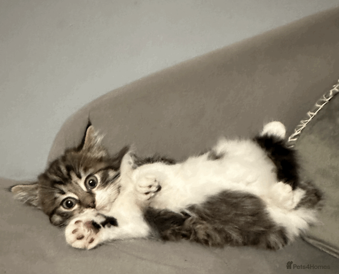 Siberian cats for sale: Siberian kitten, last girl left - Advert 1