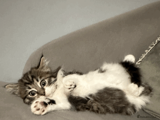 Siberian cats Siberian kitten, last girl left - Advert 2