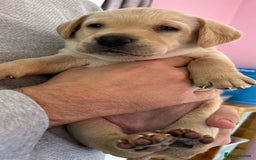 Labrador Retriever dogs for sale: 8 Beautiful Golden Labrador Puppies  - Advert 8