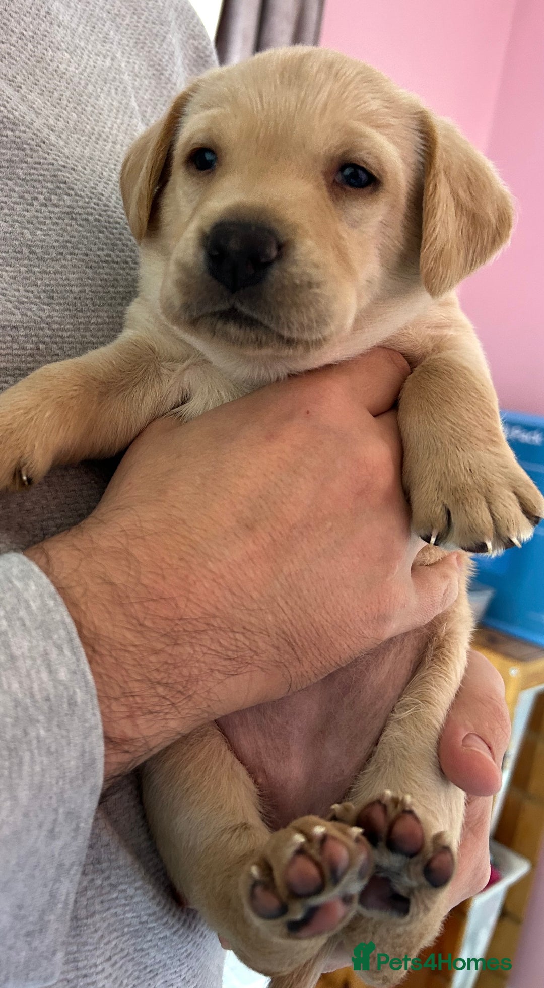 Labrador Retriever dogs for sale: 8 Beautiful Golden Labrador Puppies  - Advert 8