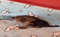 Yorkshire Terrier dogs for sale: Yorkie male puppy looking for home in Hull - Image 5