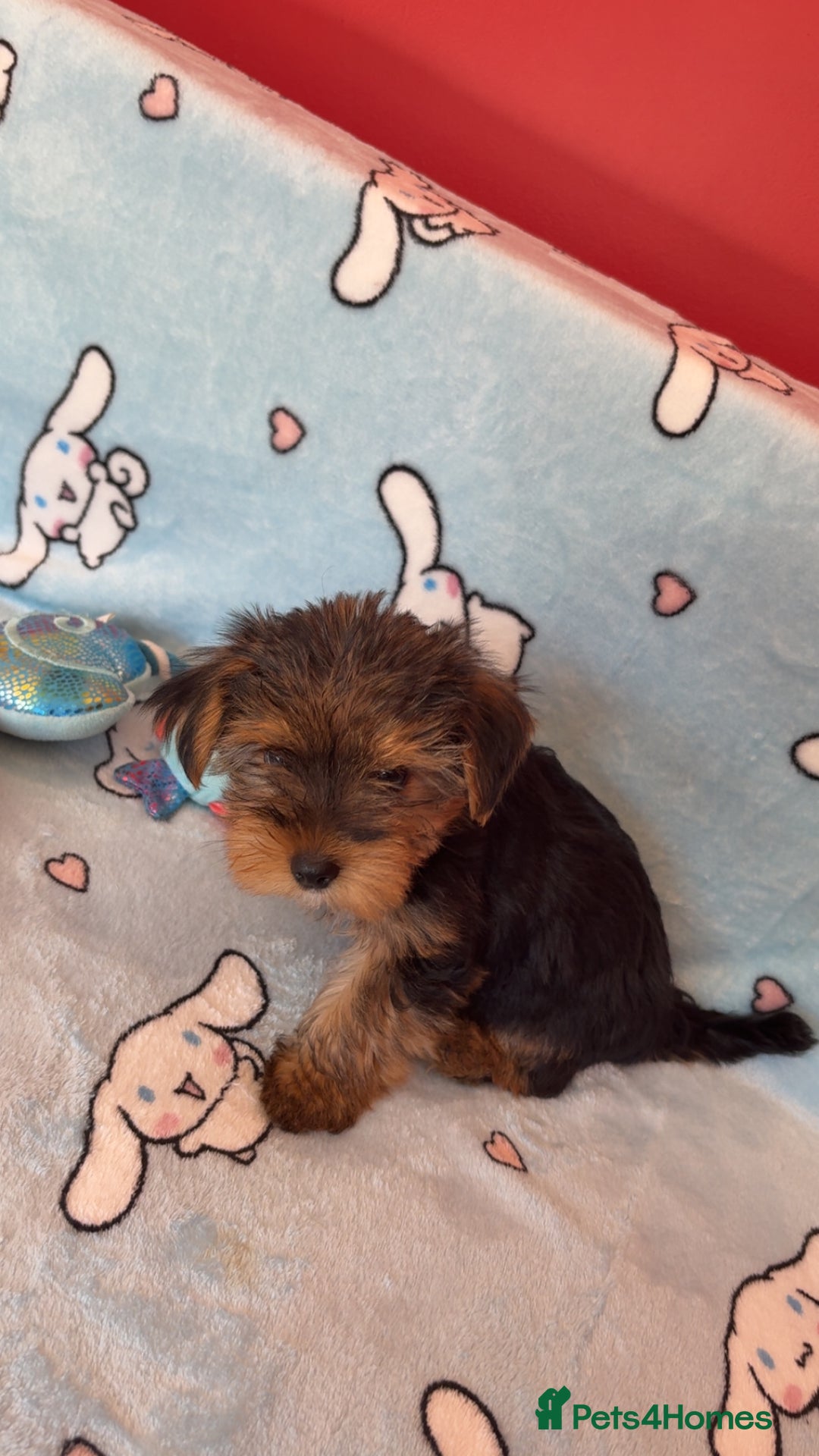 Yorkshire Terrier dogs for sale: Yorkie male puppy looking for home in Hull - Image 5