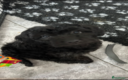 Mixed Breed dogs for sale: final reduction to find forever home  - Image 25