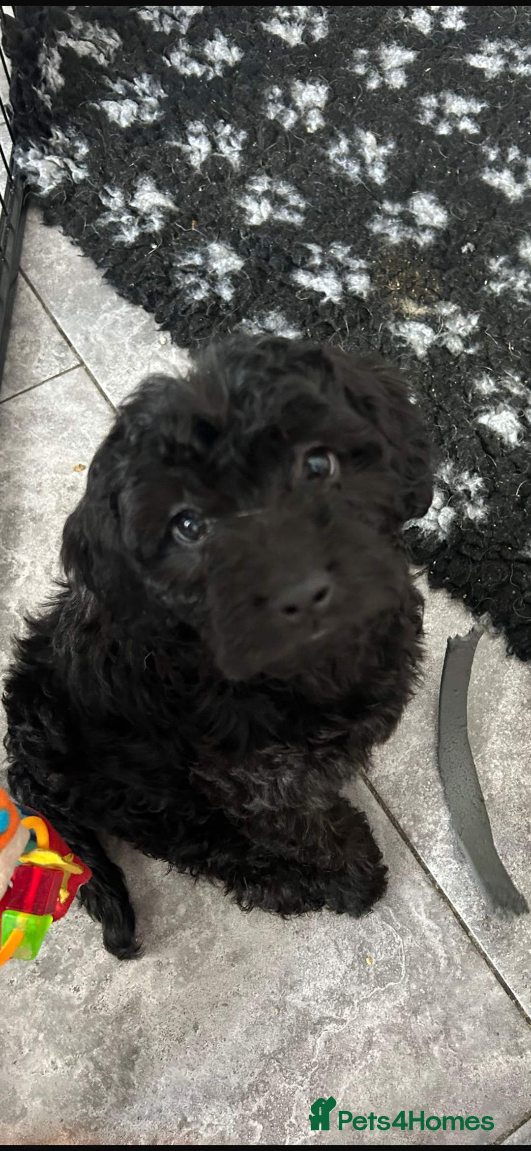 Mixed Breed dogs for sale: final reduction to find forever home  - Image 25