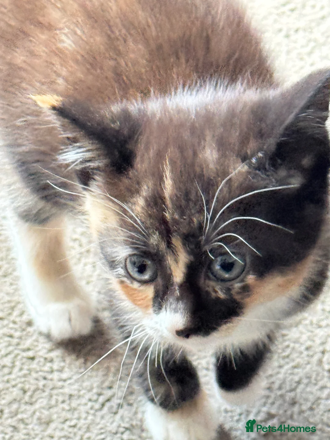 Mixed Breed cats for sale: Part ragdoll kittens  - Advert 25
