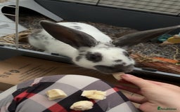 Mixed Breed rabbits for sale: Lovely cuddly bunny - Image 10