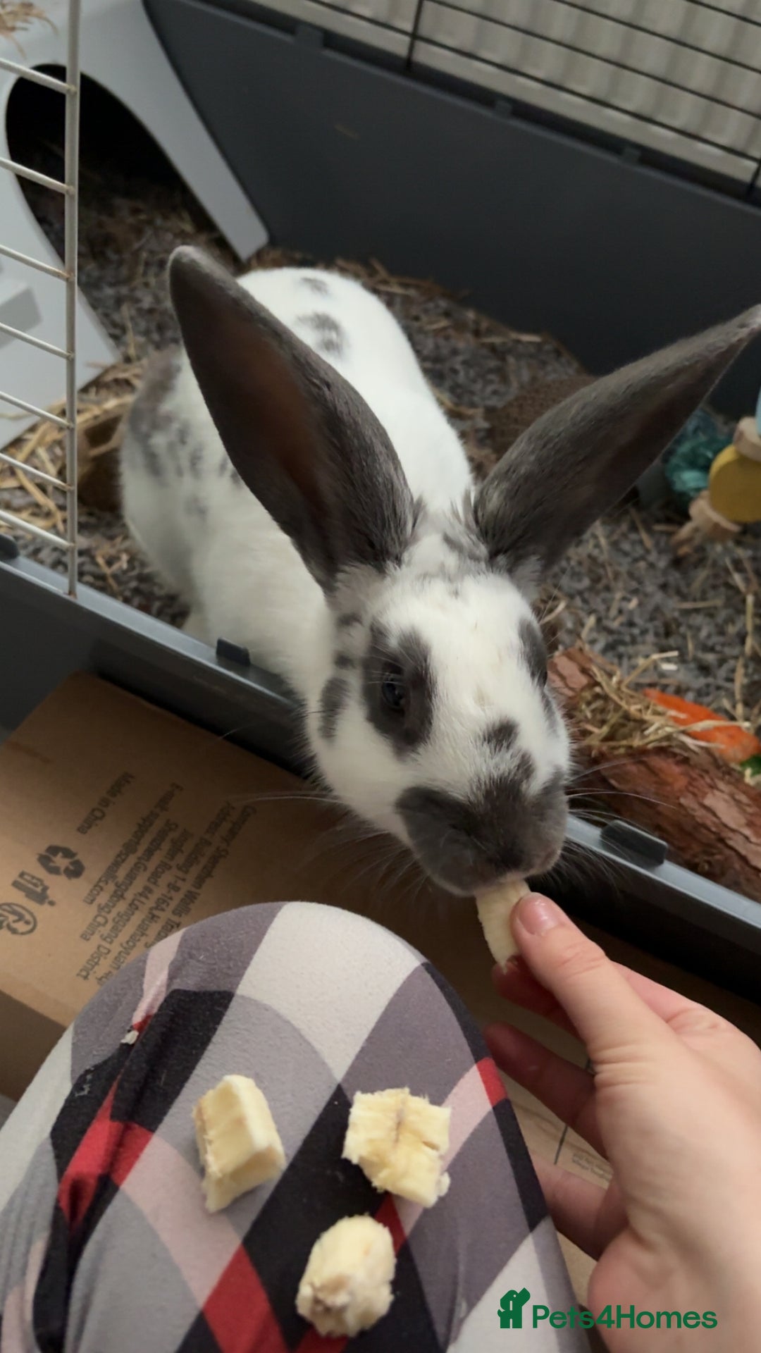 Mixed Breed rabbits for sale: Lovely cuddly bunny - Image 10